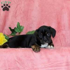 Jack-O-Lantern, Boston Terrier Mix Puppy